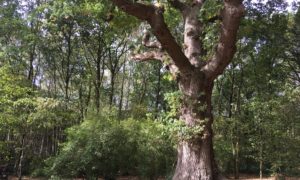 Hare Hill Oak by Mike Taylor