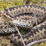 Adder by Rob Solomon