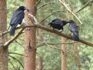 Picture of three