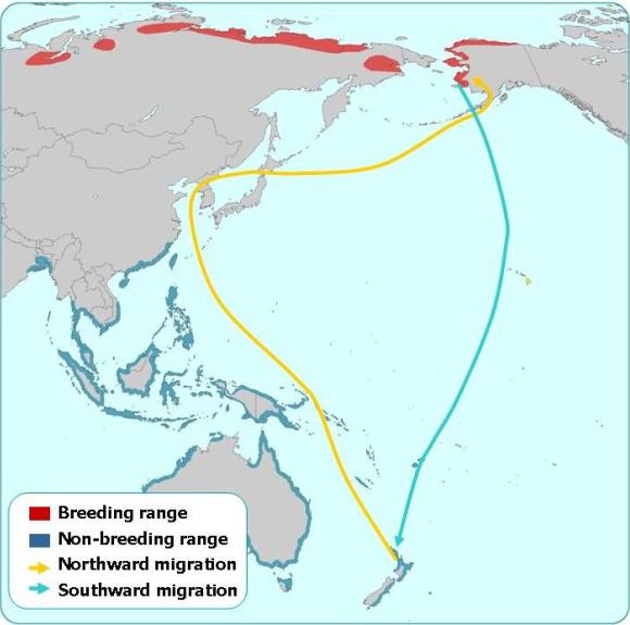 Journeys of the Bar-tailed Godwit. Source: datazone.birdlife.org.