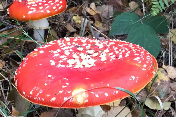 Fly agaric toadstool