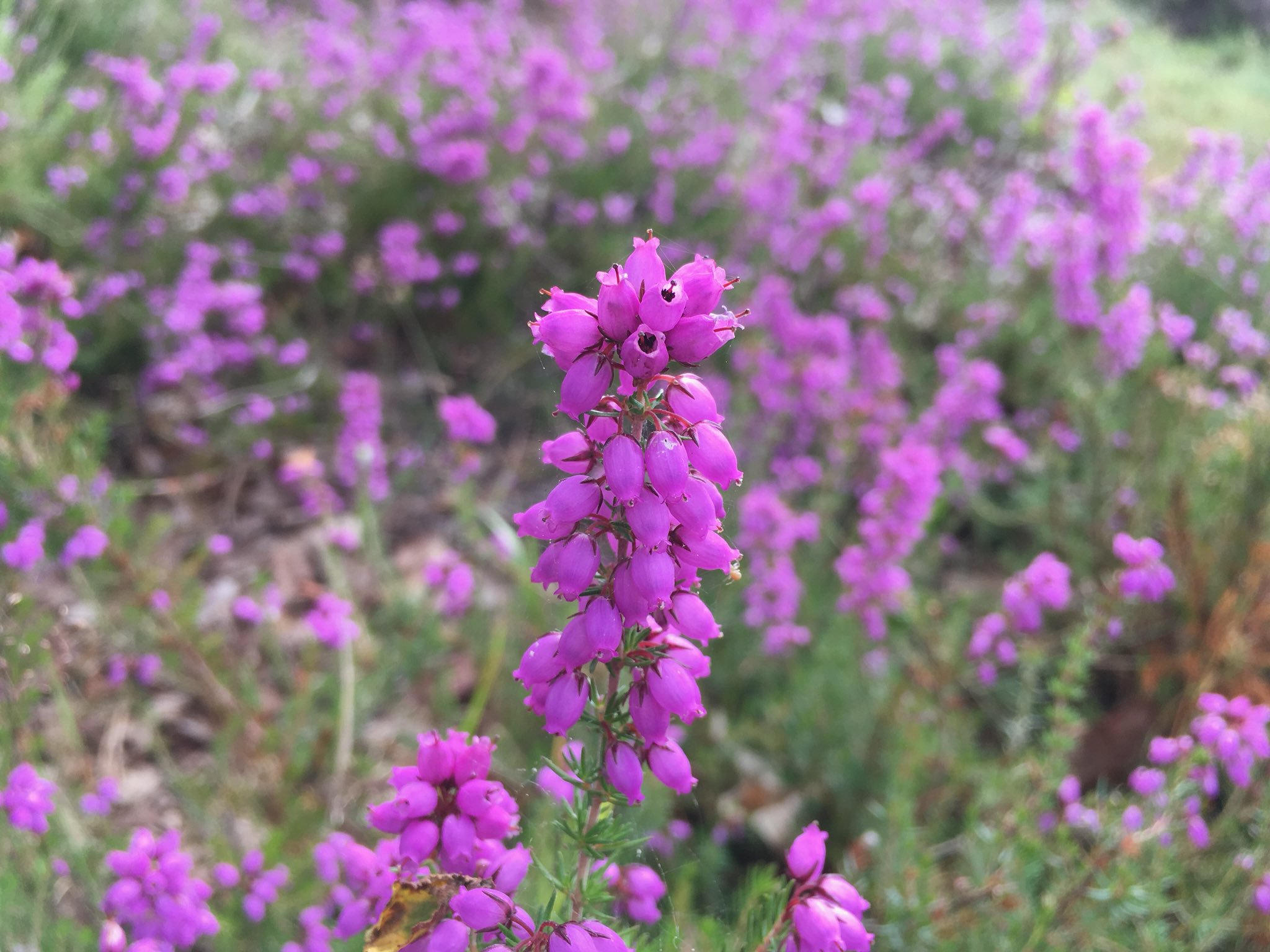 Bell Heather - Thames Basin Heaths
