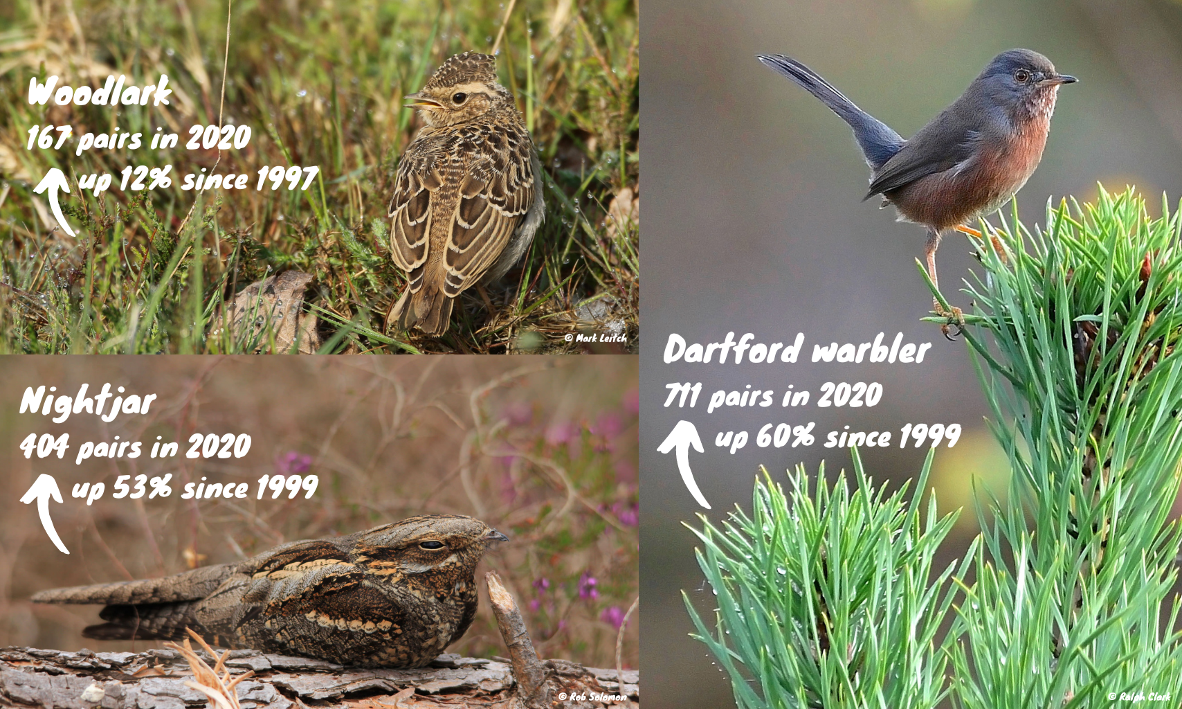 Nightjar are up 53% and Dartford warbler up 60%. The woodlark is up by 12%.