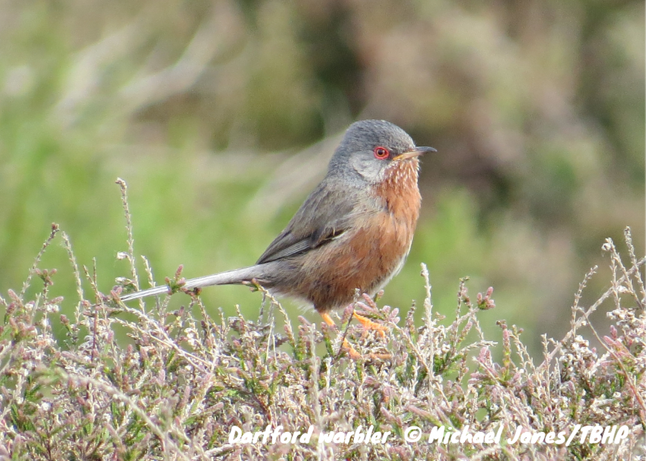 Photograph of Dartford warbler