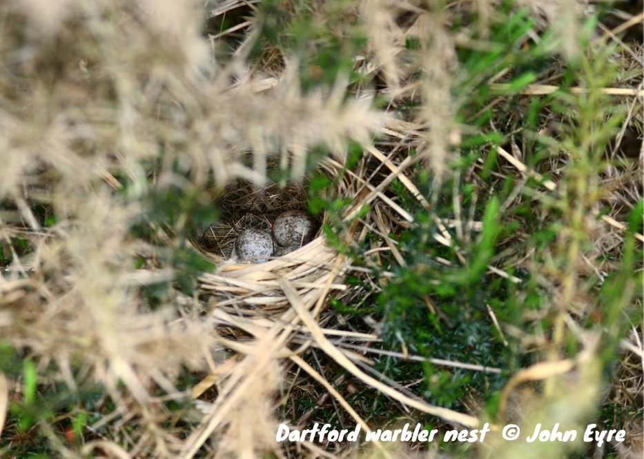 Photo of Dartford warbler nest