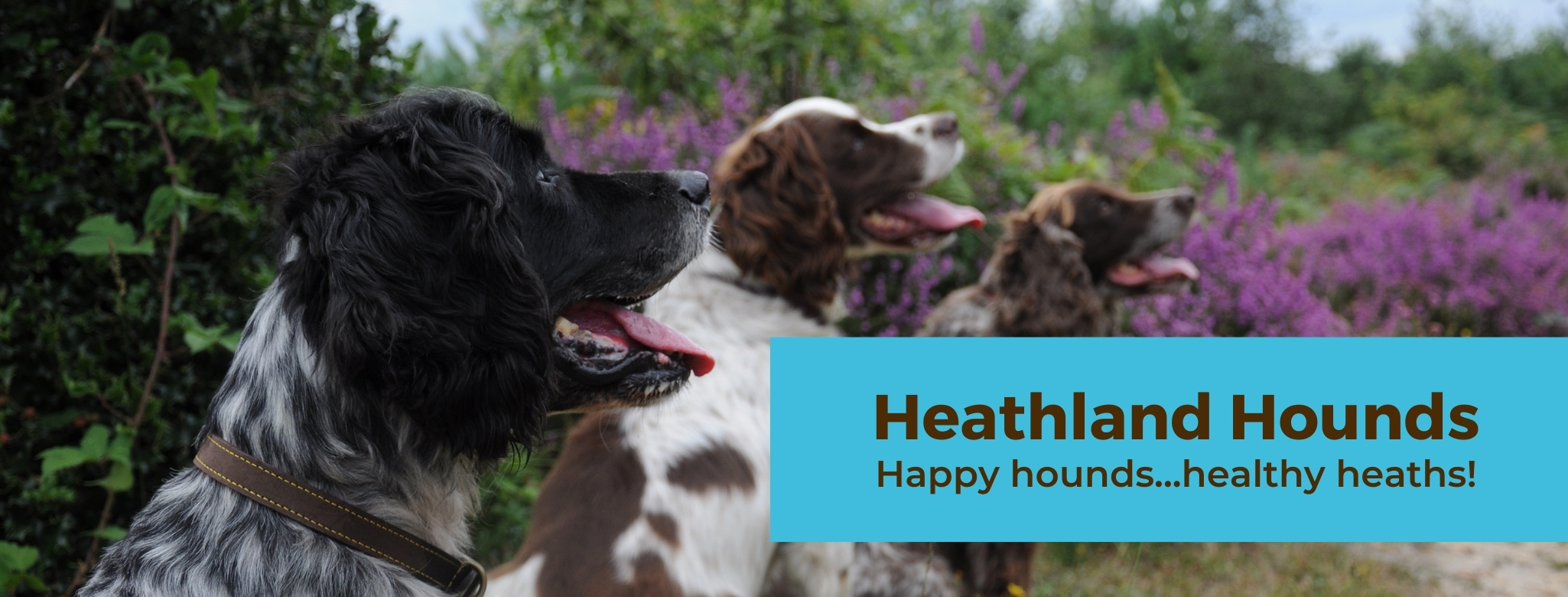 Heathland Hounds "Happy hounds...healthy heaths"
