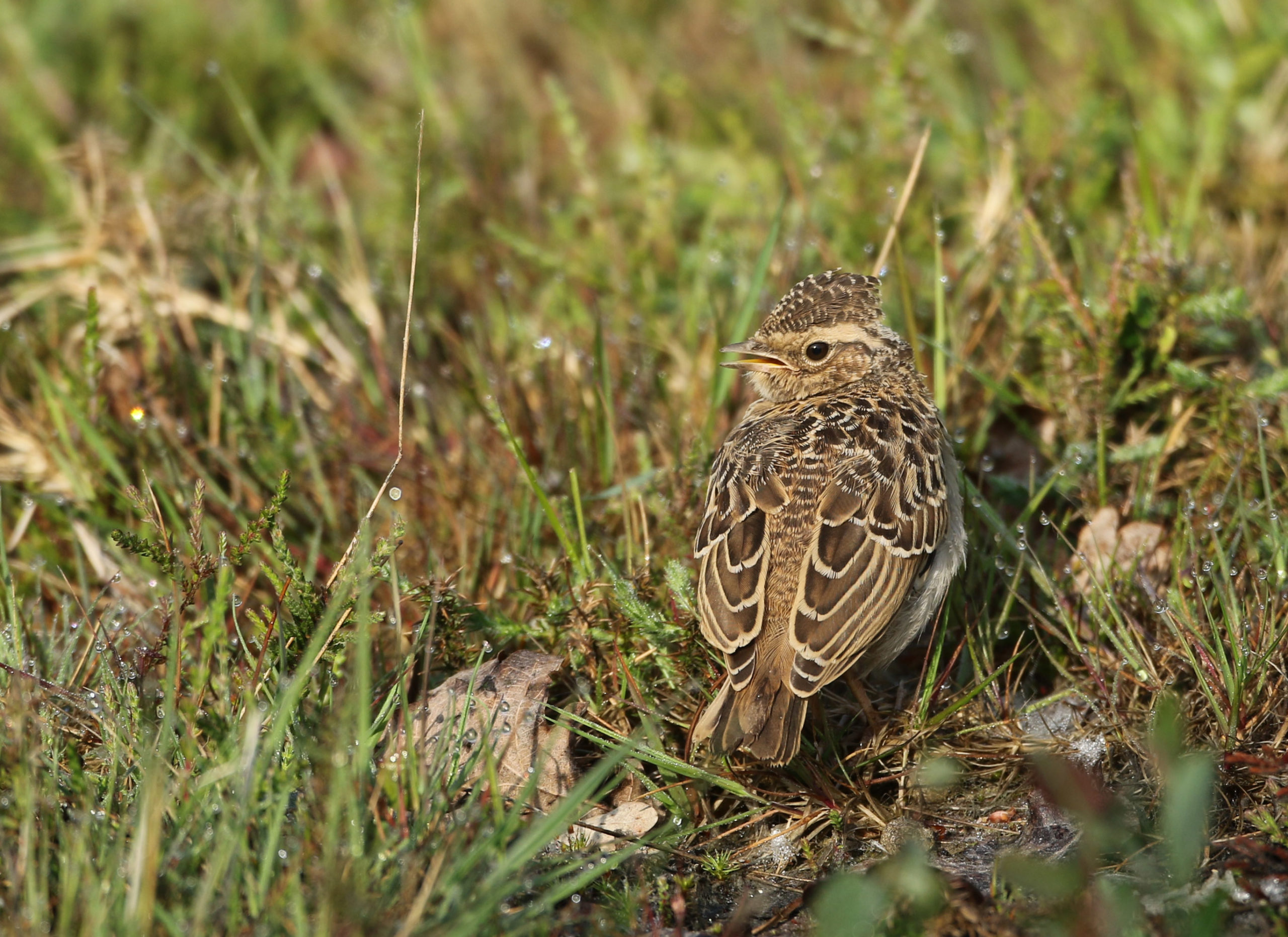 A brown mottled bird on the ground