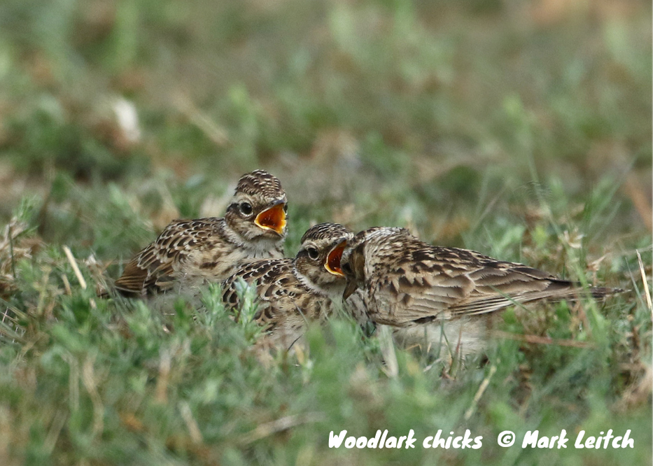 Photo of woodlark chicks on the ground by Mark Leitch