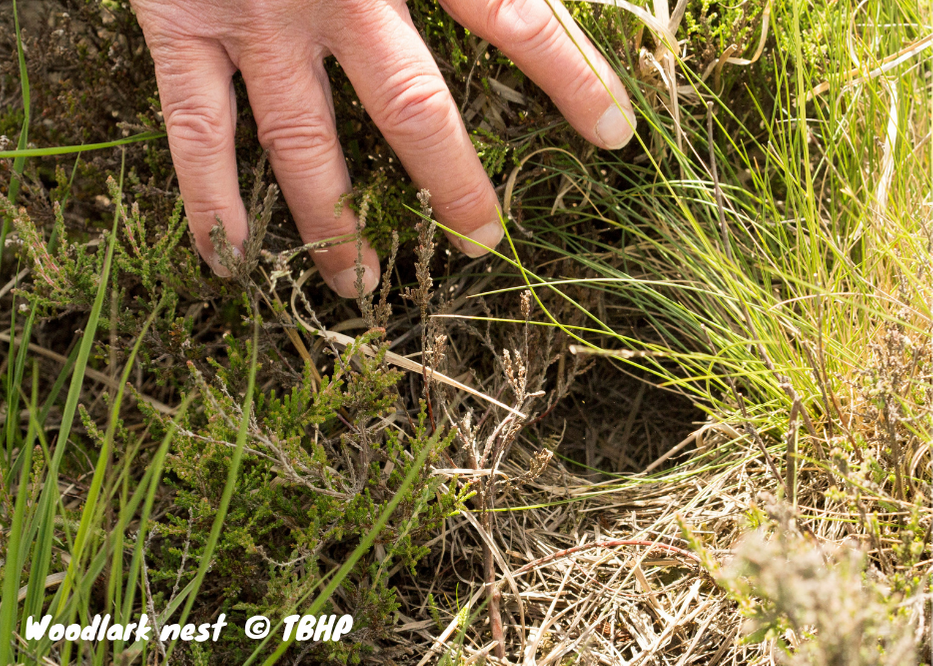 Photograph of woodlark nest on the ground