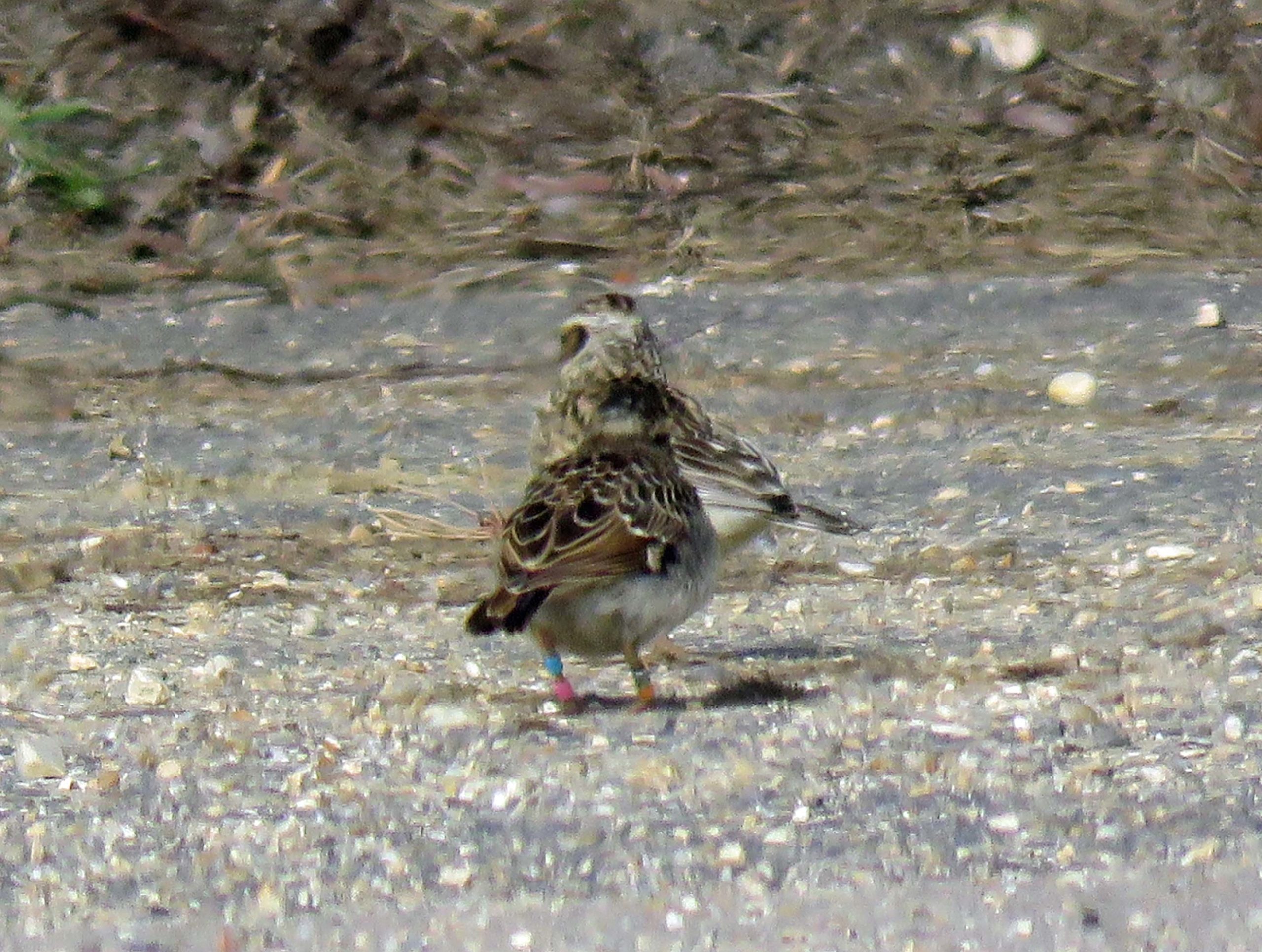 Slightly blurred photograph of a young woodlark and its parent. Coloured rings visible on the young bird's legs.