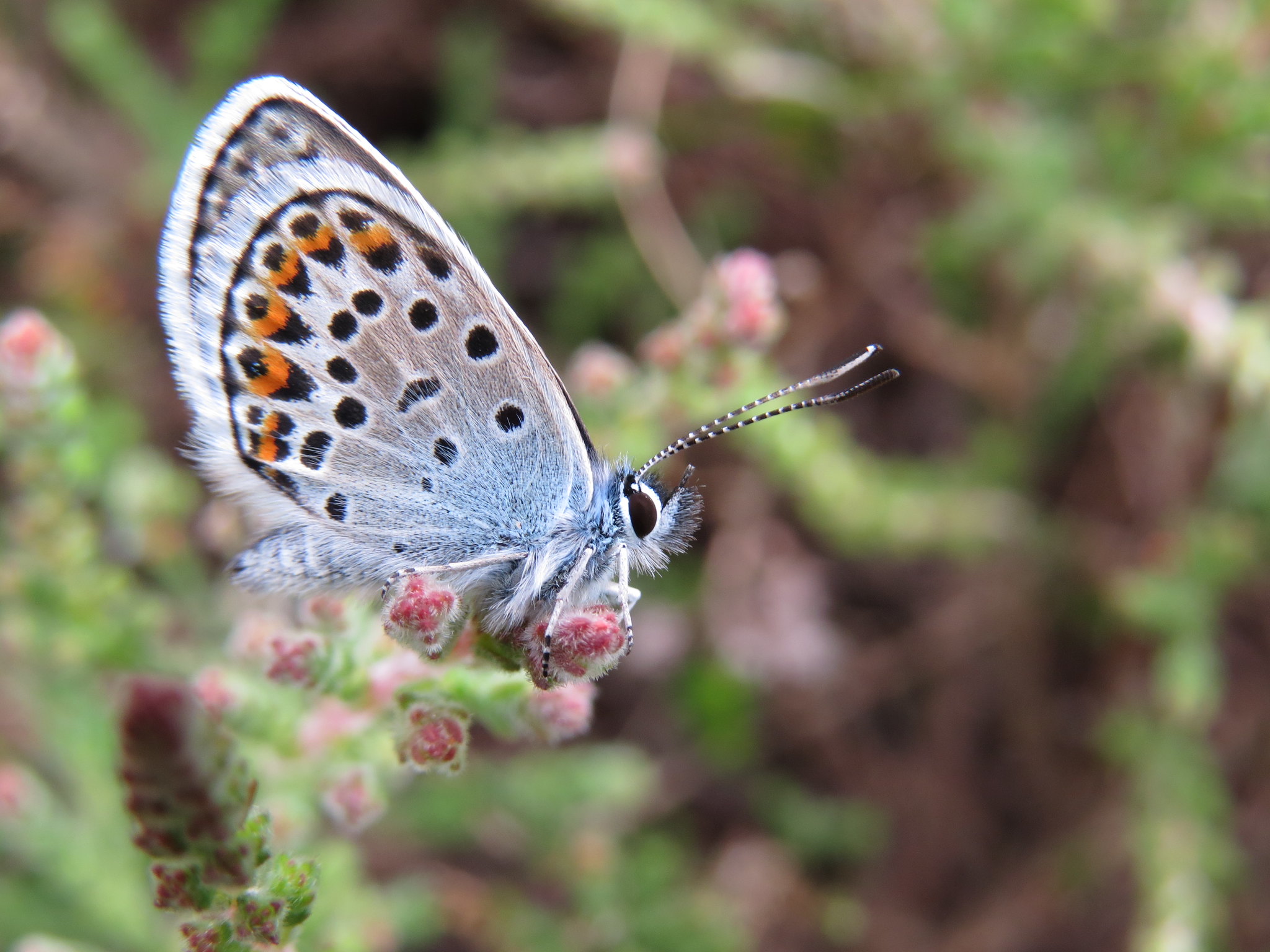 Photograph of a silver-studded blue butterfly on heather