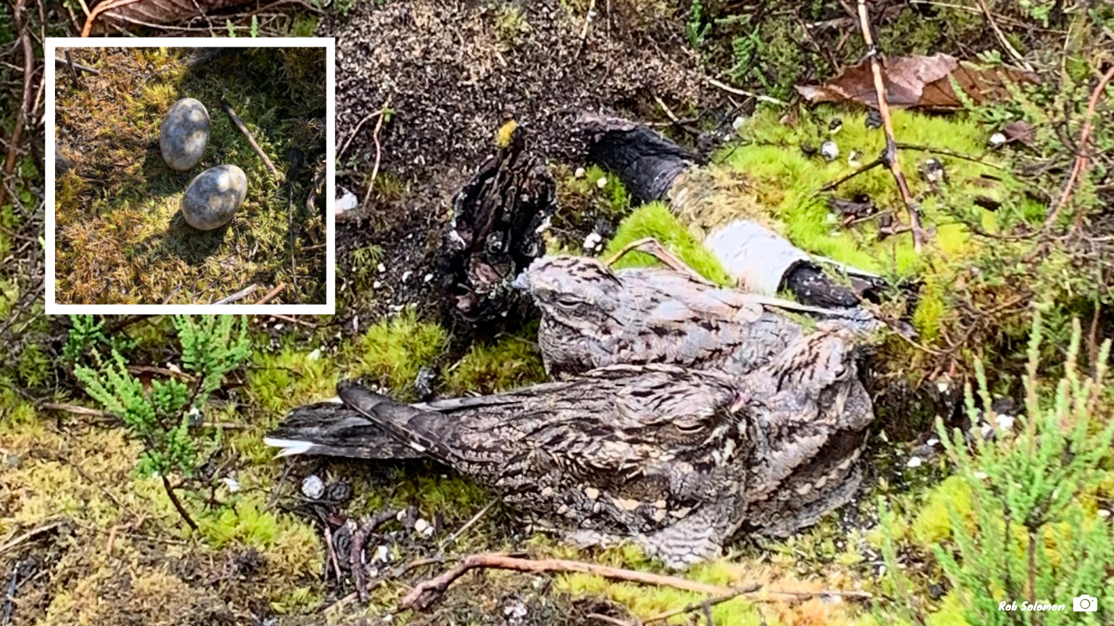 Three nightjars on a nest, with an inset photograph showing the two eggs on the ground