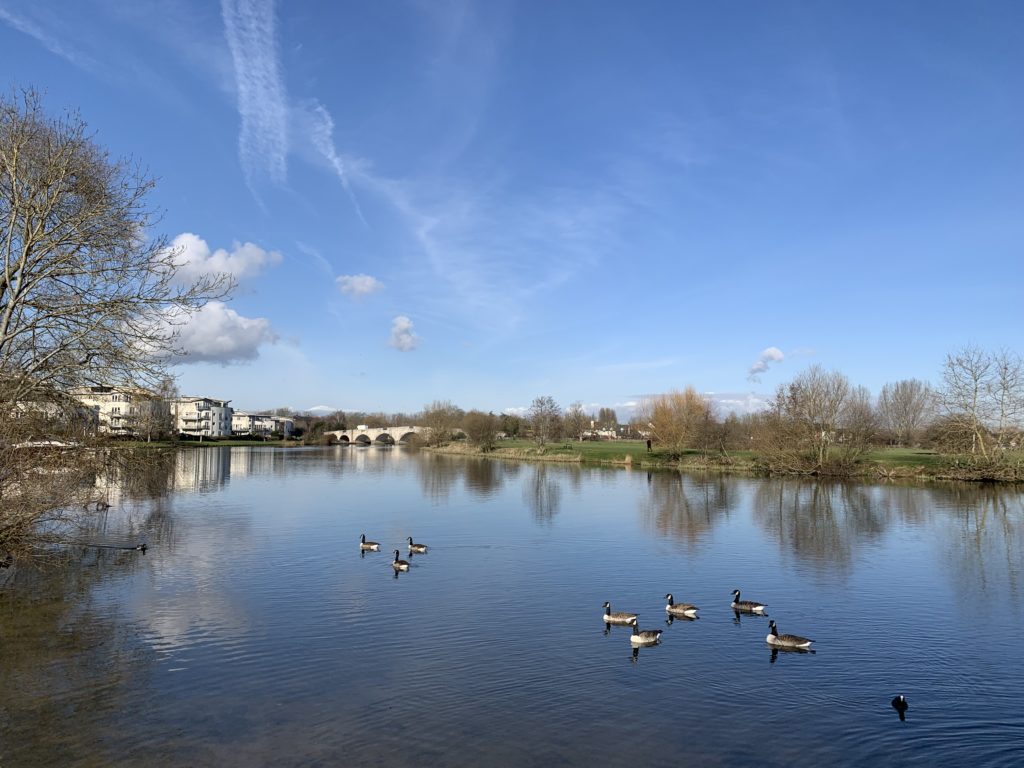 Lovely blue sky day with geese swimming on the river and Chertsey Bridge in the distance