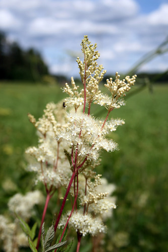 Photo of the fluffy creamy-coloured flowers of meadowsweet