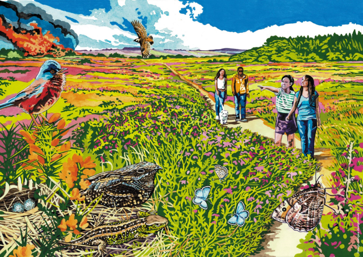 Colourful paining depicting a wonderful heathland scene, with birds and reptiles, butterflies and heather. People are walking along the path and enjoying the scene.