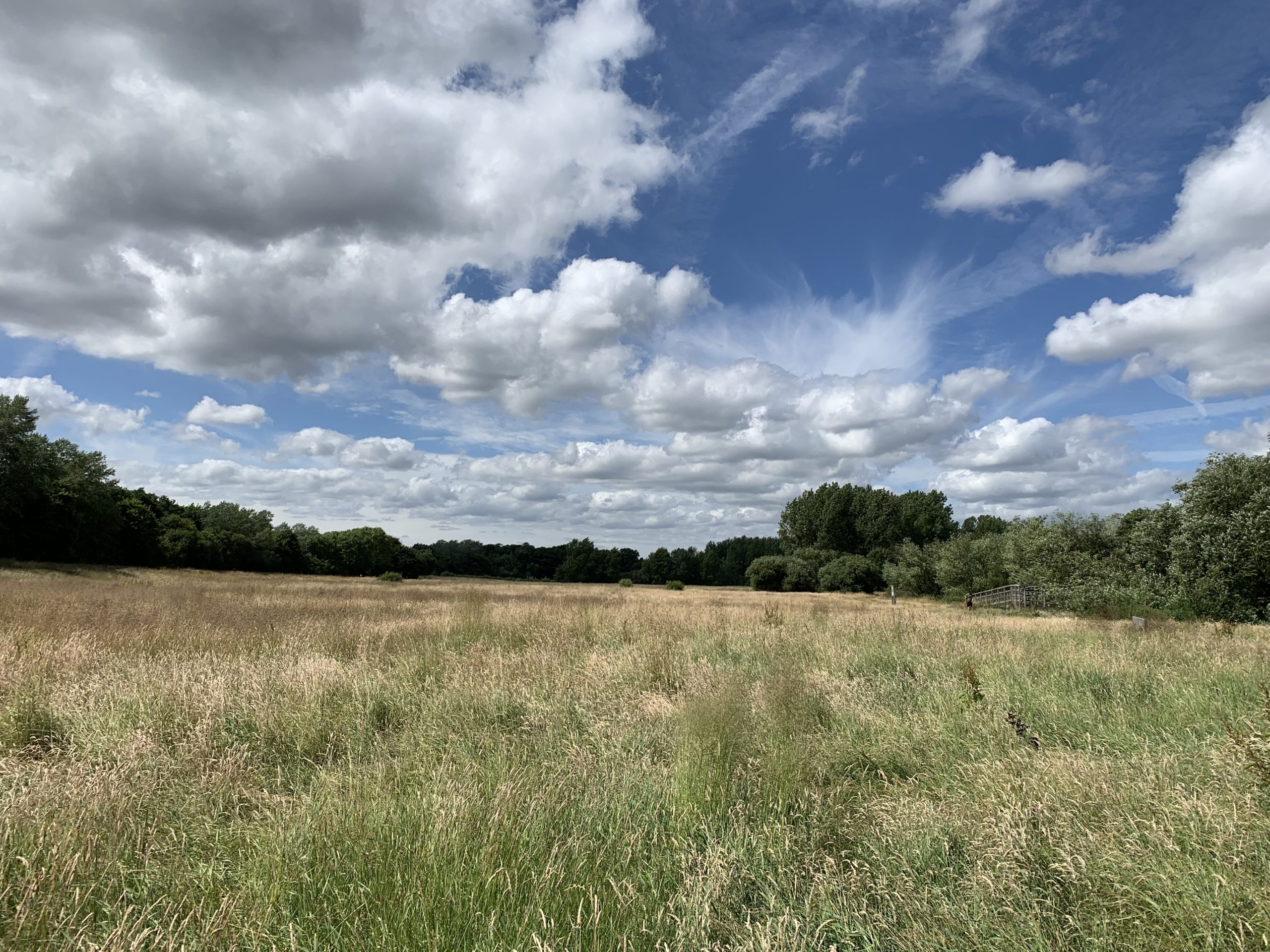 Photo of a summer meadow with dramatic white clouds against a blue sky.