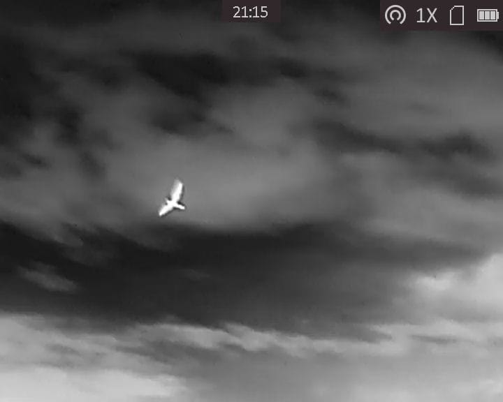 Photo taken on a thermal imaging camera, of a Nightjar flying past.