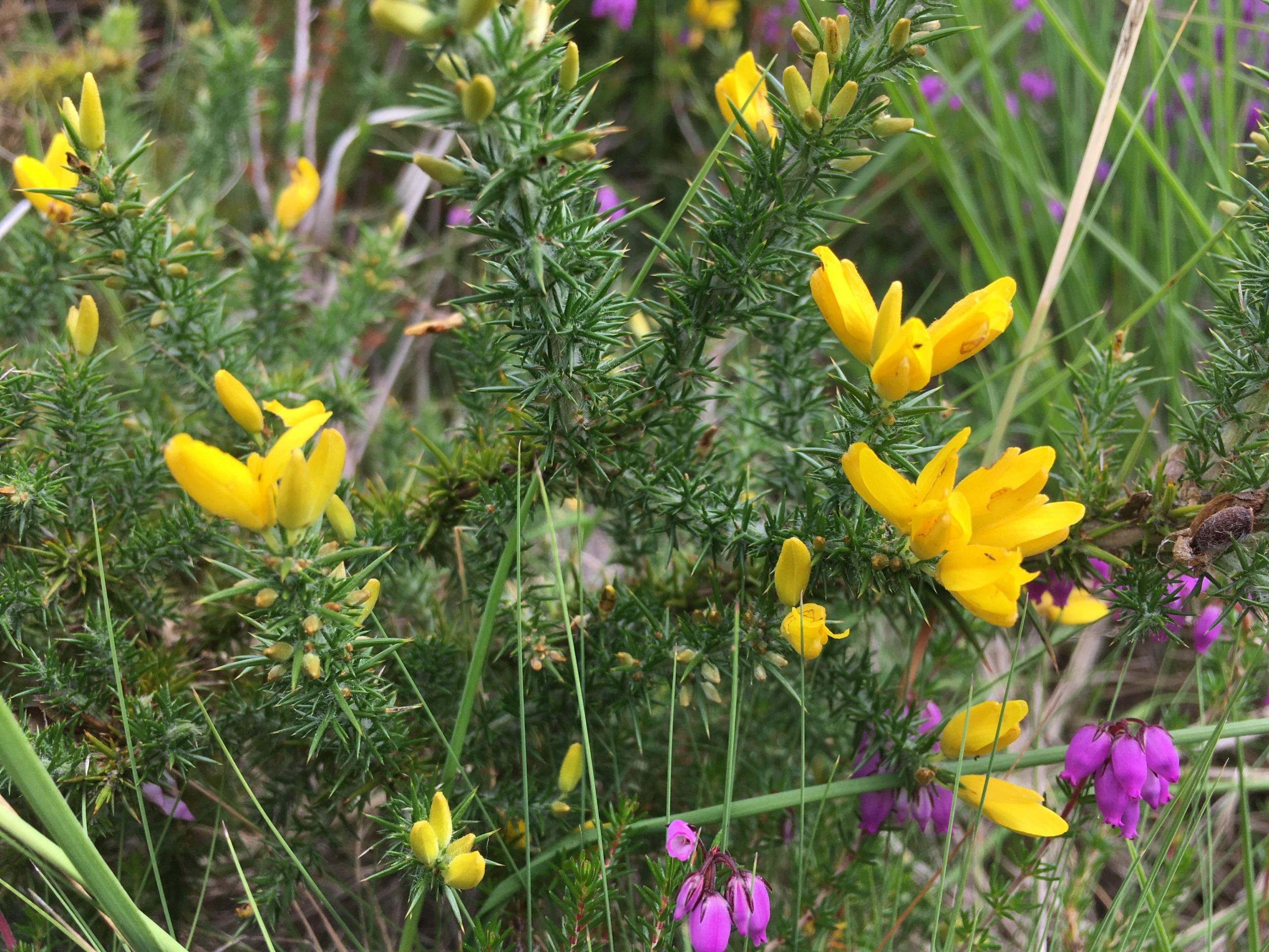 Dwarf Gorse - Thames Basin Heaths