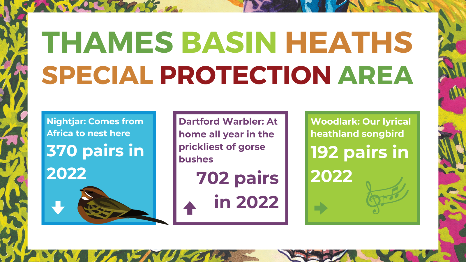 In 2022 we recorded 370 pairs of Nightjars, 702 pairs of Dartford Warblers and 192 pairs of Woodlarks.