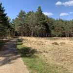 Photo of a wide track flanked by tall pine trees