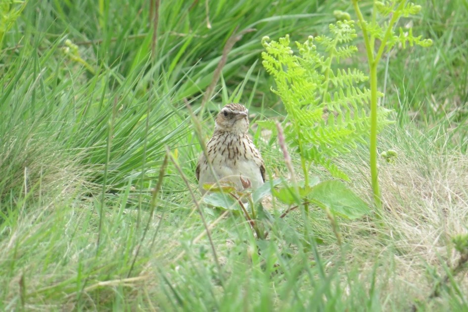 Photograph of a streaky brown and cream bird called a Woodlark, peering out from tall grass