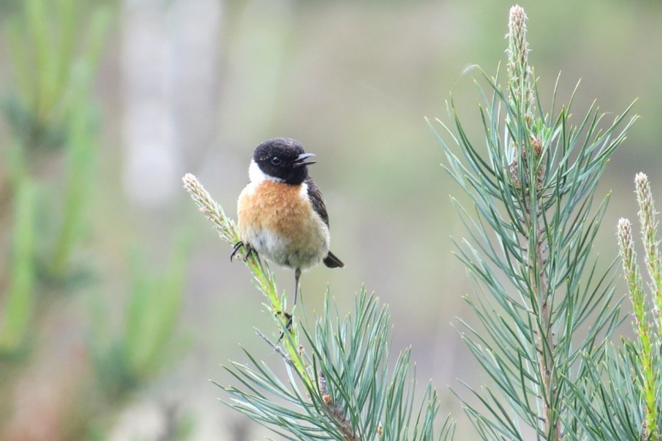 Photograph of a brown bird with a black head called a Stonechat perched on a pine branch