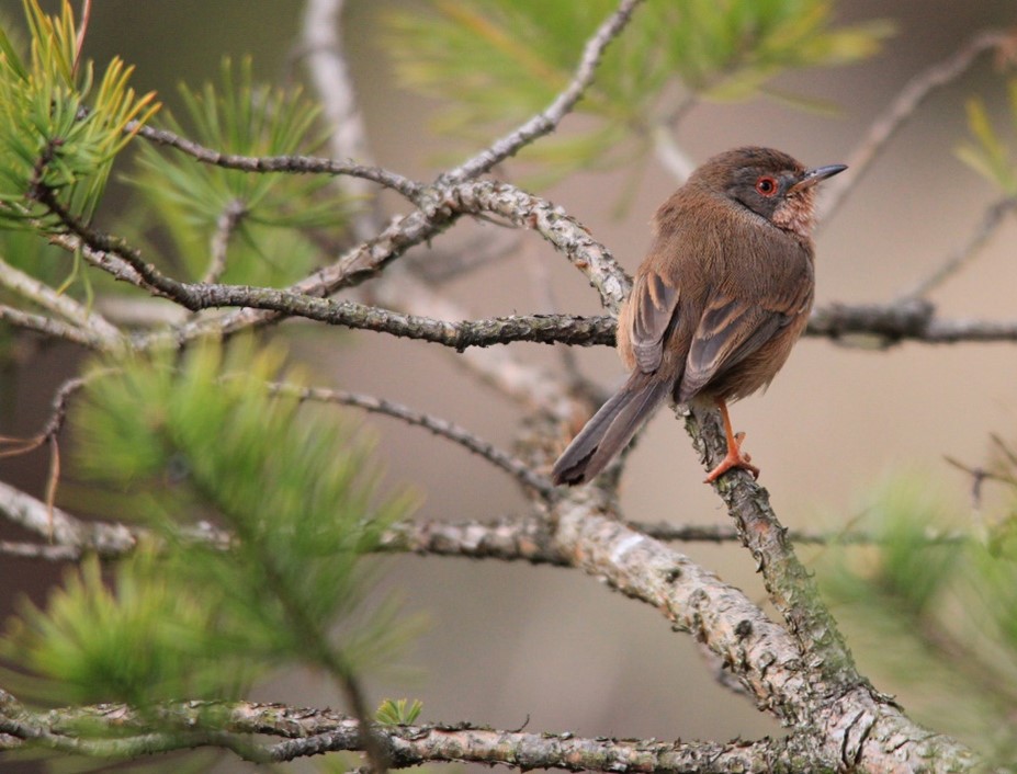 Photograph of a brown bird with a red eye and long tail feathers called a Dartford Warbler, perched on a pine branch