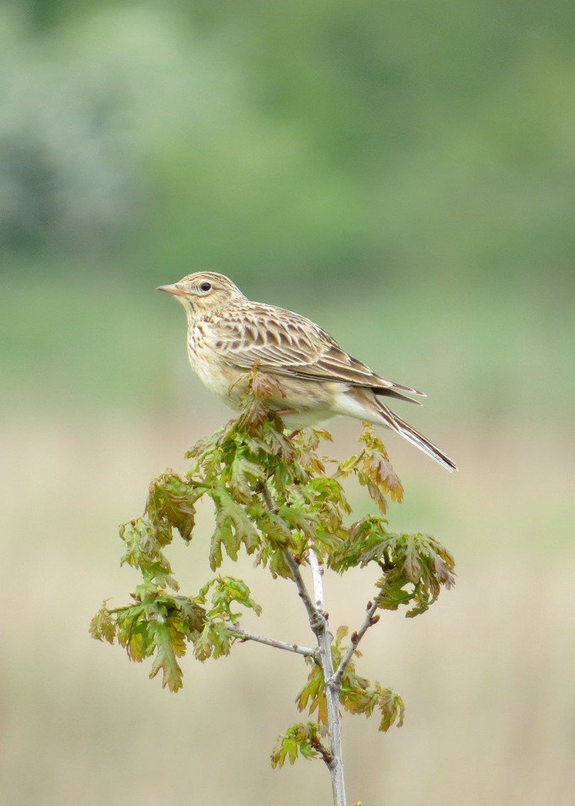 Photograph of a streaky beige and brown bird called a Skylark, perched on an oak branch