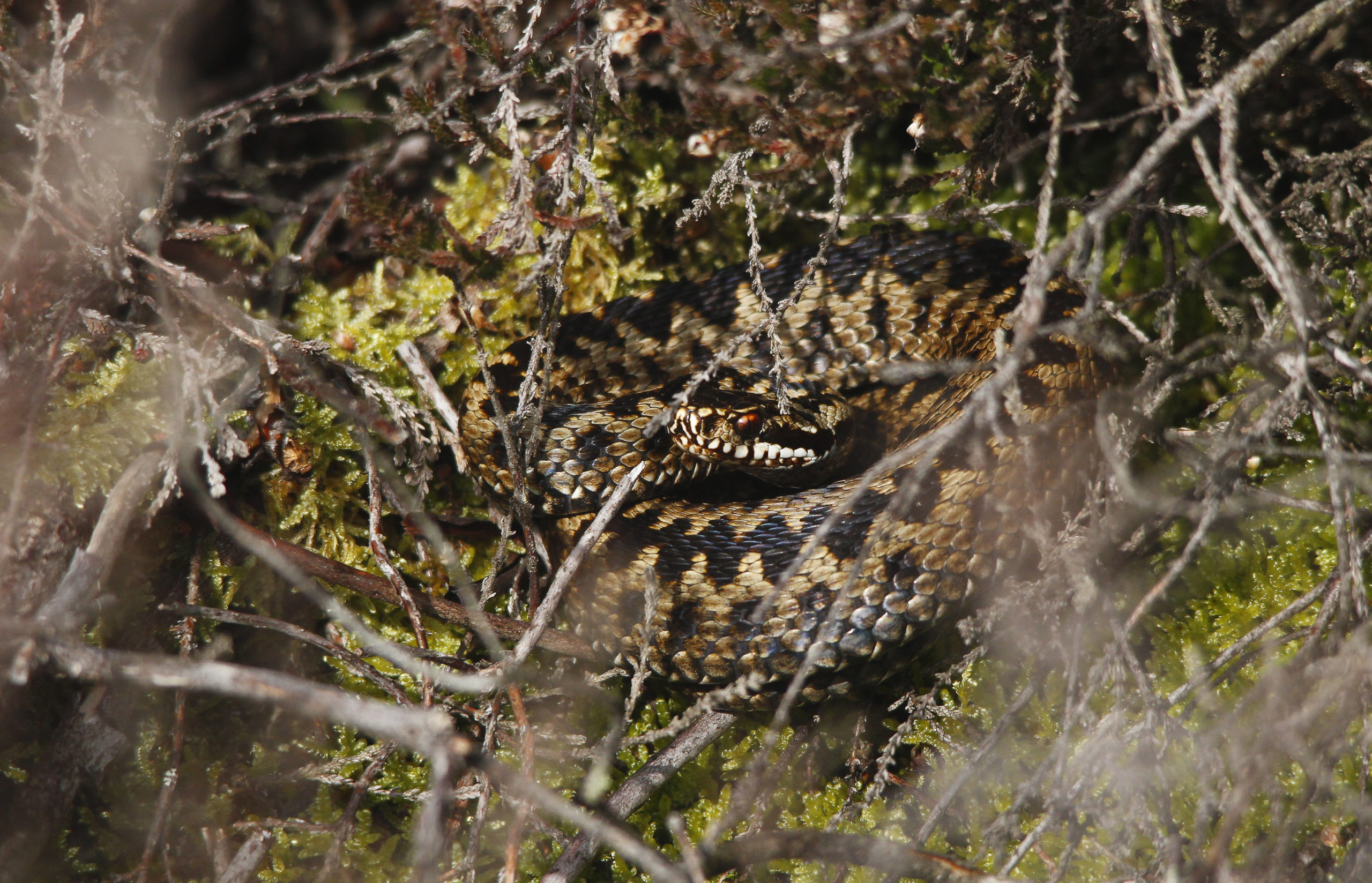 Photograph of a brown Adder with black zig-zag markings coiled up amongst heather and moss