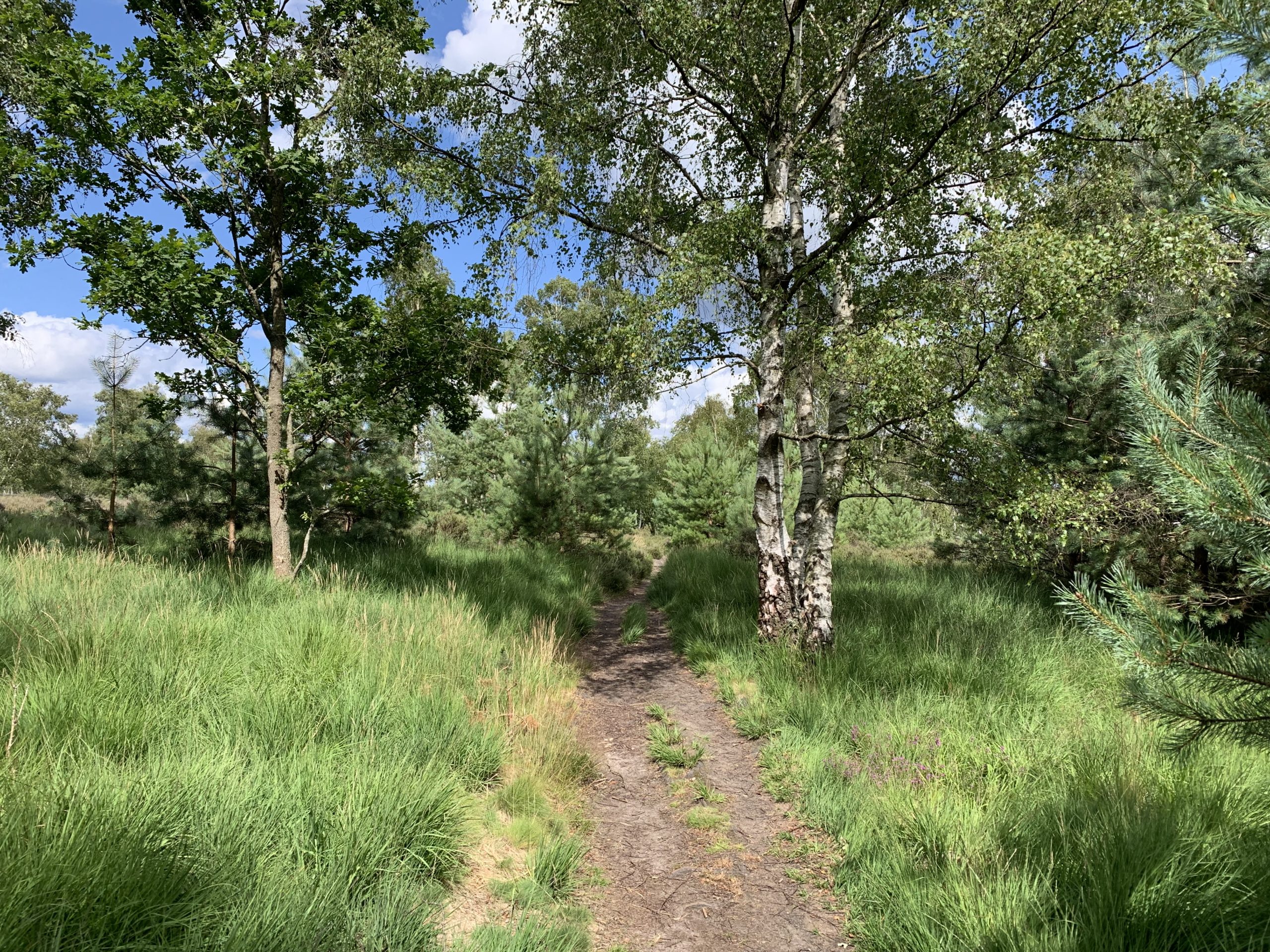 Photo of a narrow path winding through heather and birch trees.