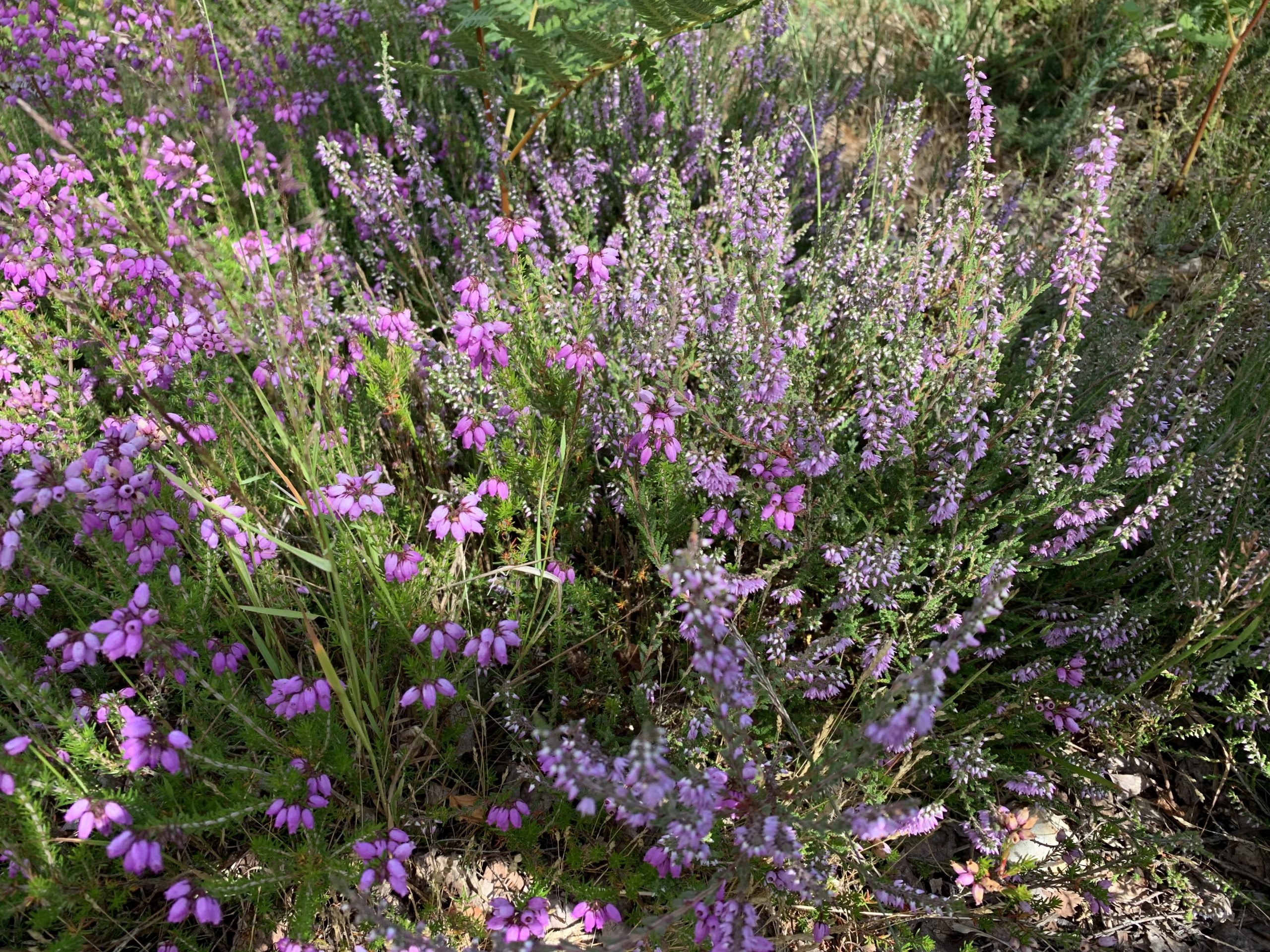 Photo of two clumps of heather, one with bright pink, large flower heads. One with softer mauve, tiny flowers.