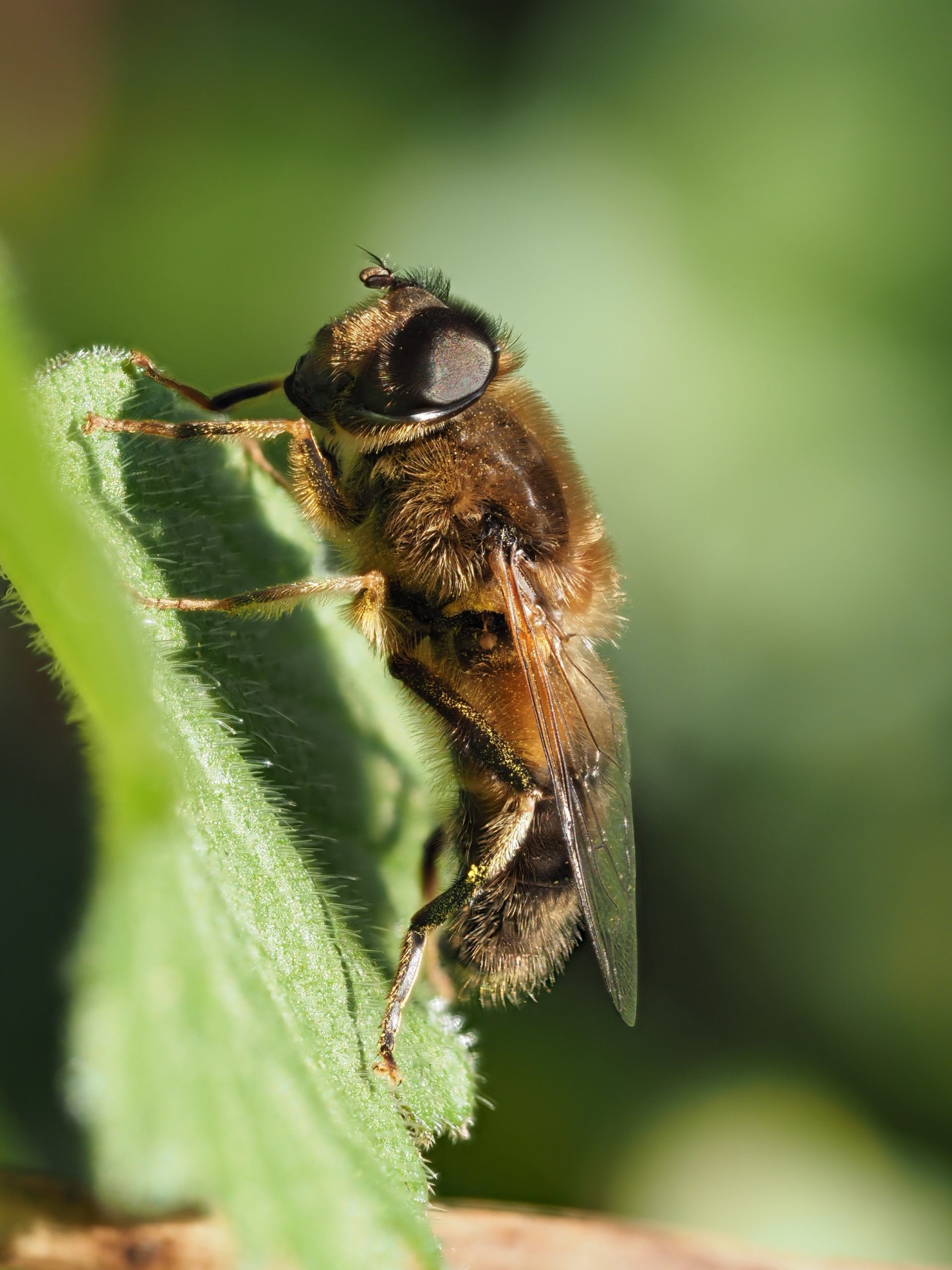 Photo of a hoverfly perched on a leaf, it is covered in orange-brown hairs and has huge black compound eyes.