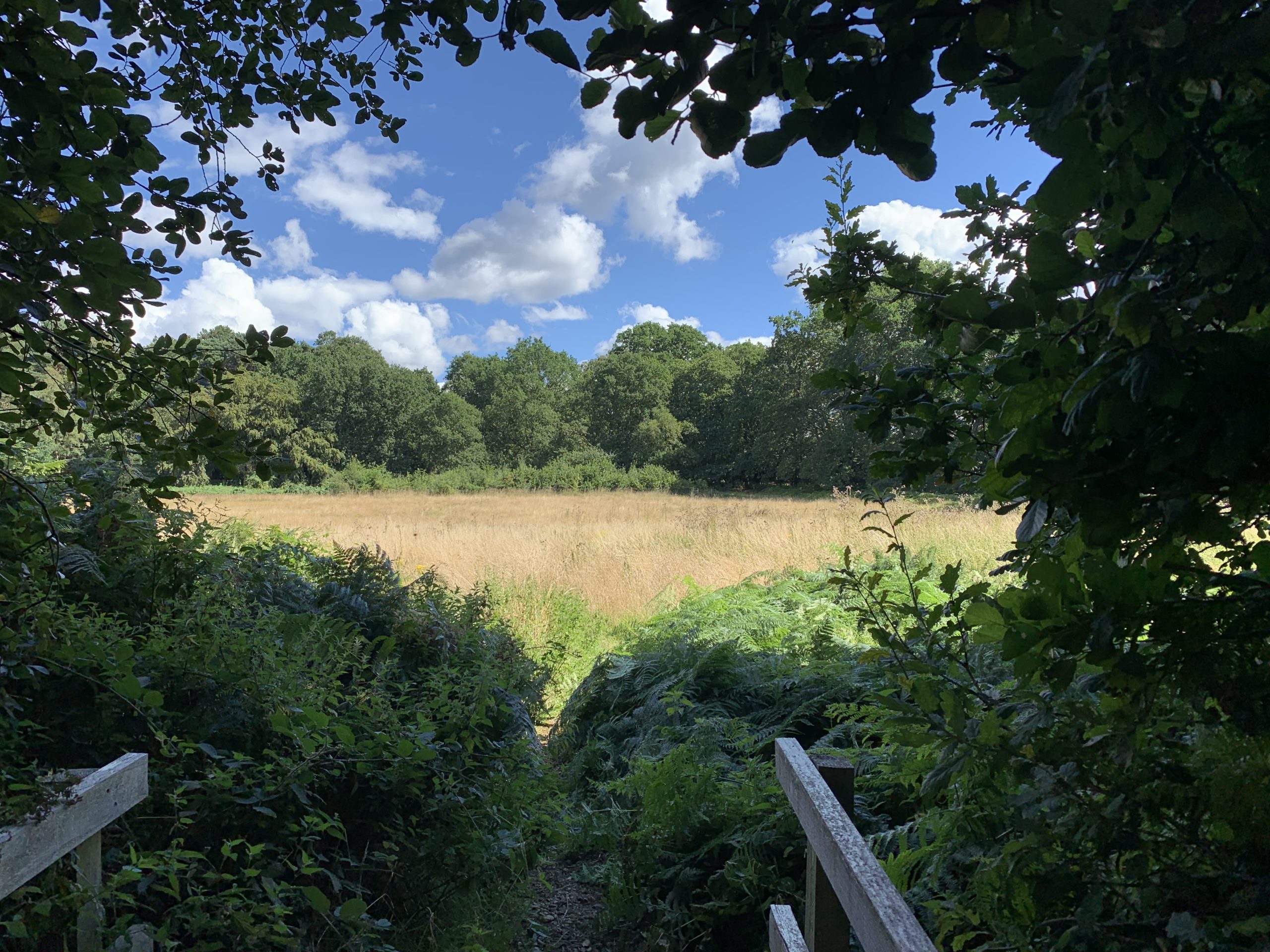 View from a bridge that crosses a small stream. View is out across a meadow towards the edge of a woodland.