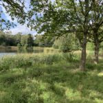 Photo of the view across the lake from the shade of lakeside oak trees.