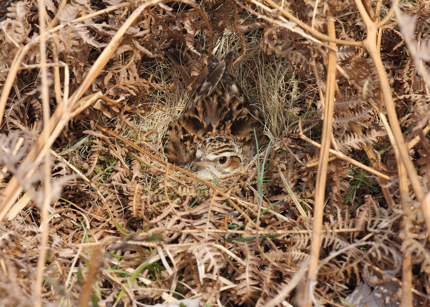 A mottled brown bird nesting on the ground, tucked in amongst dry bracken. It's very well camouflaged.