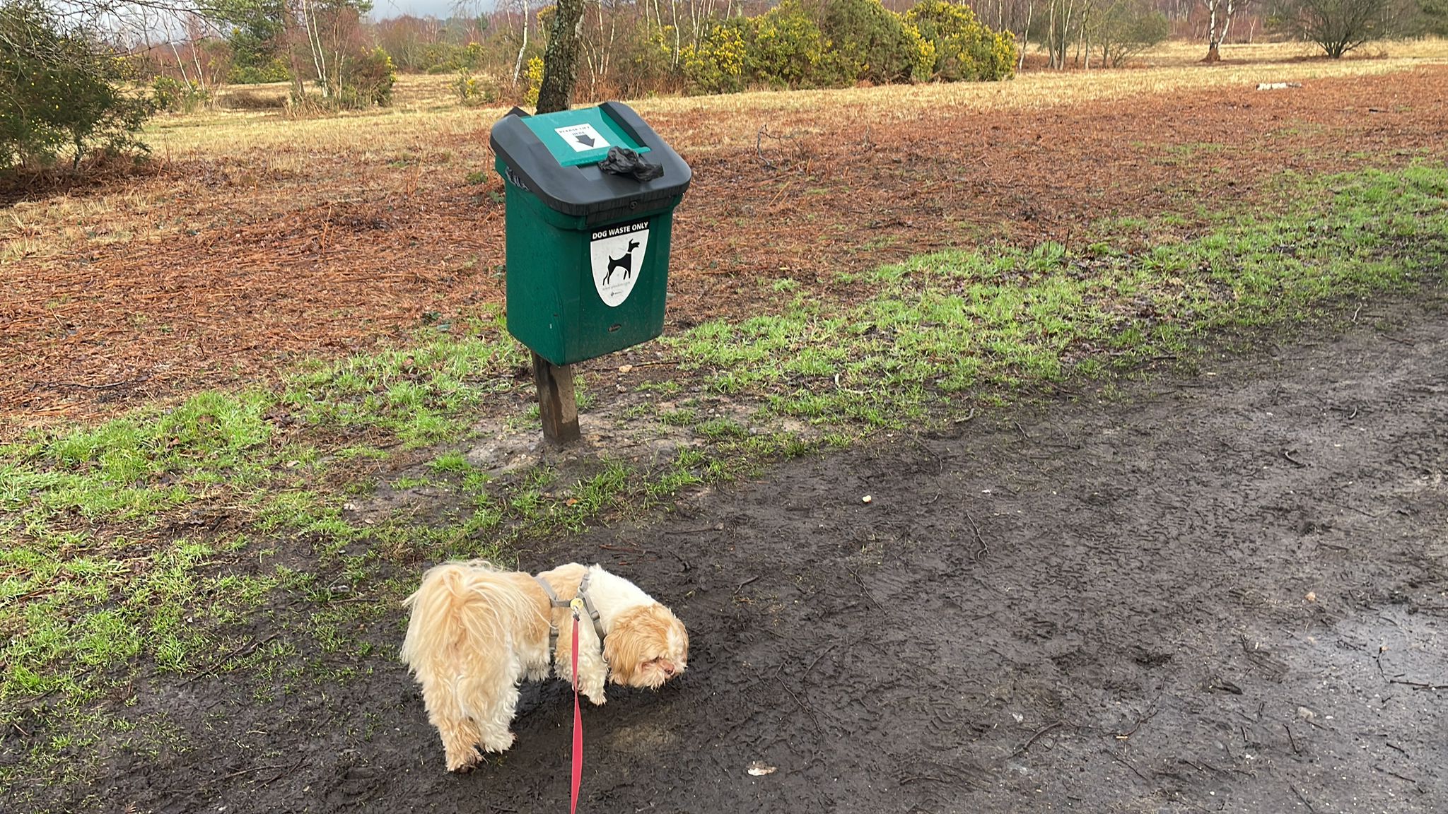 A small beige and white dog standing in front of a green dog waste bin. A heathland setting is behind.