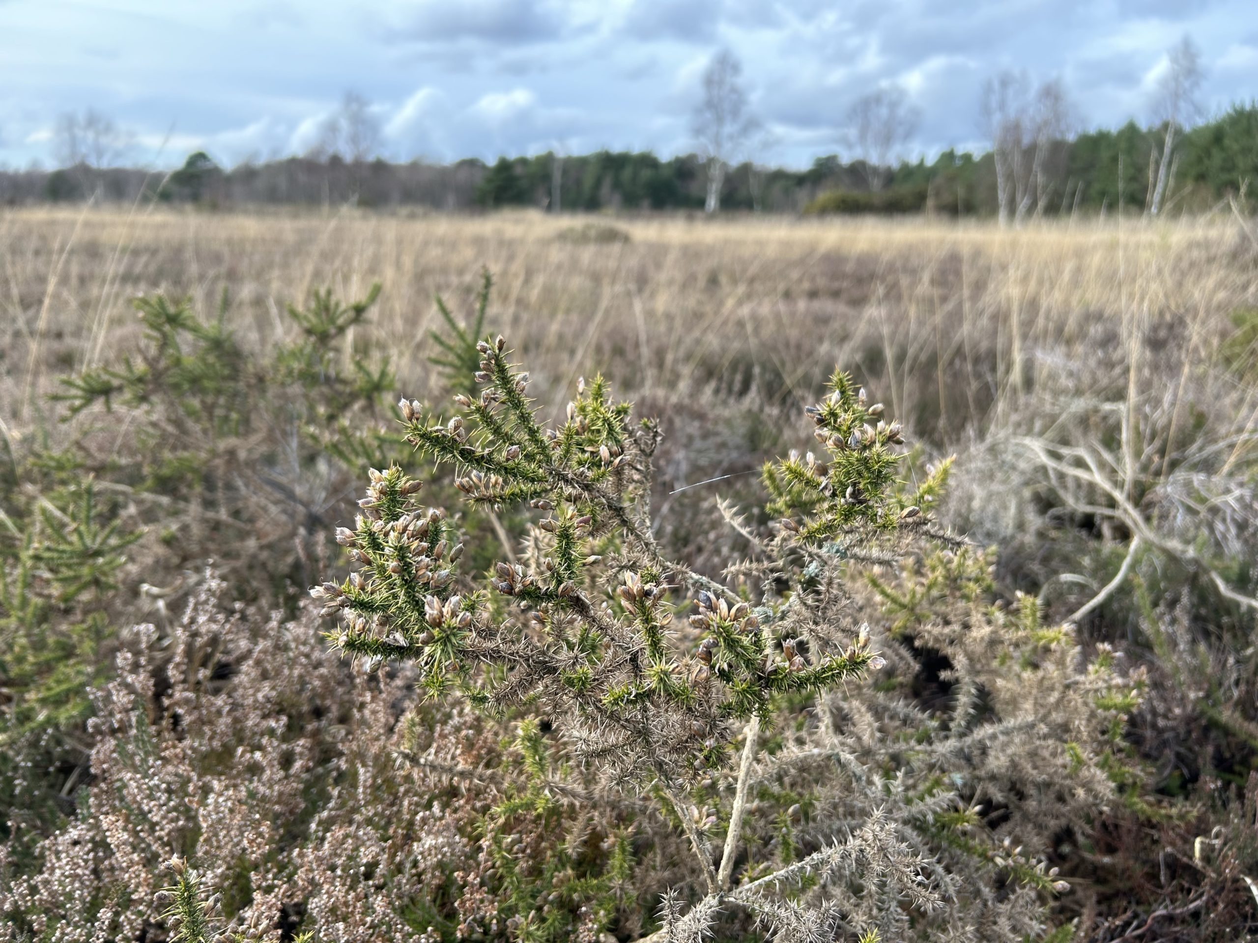 Winter photograph of a view across the heath, with a gorse plant in the foreground - it's not in flower because this one is Dwarf Gorse and it's in flower in the summer
