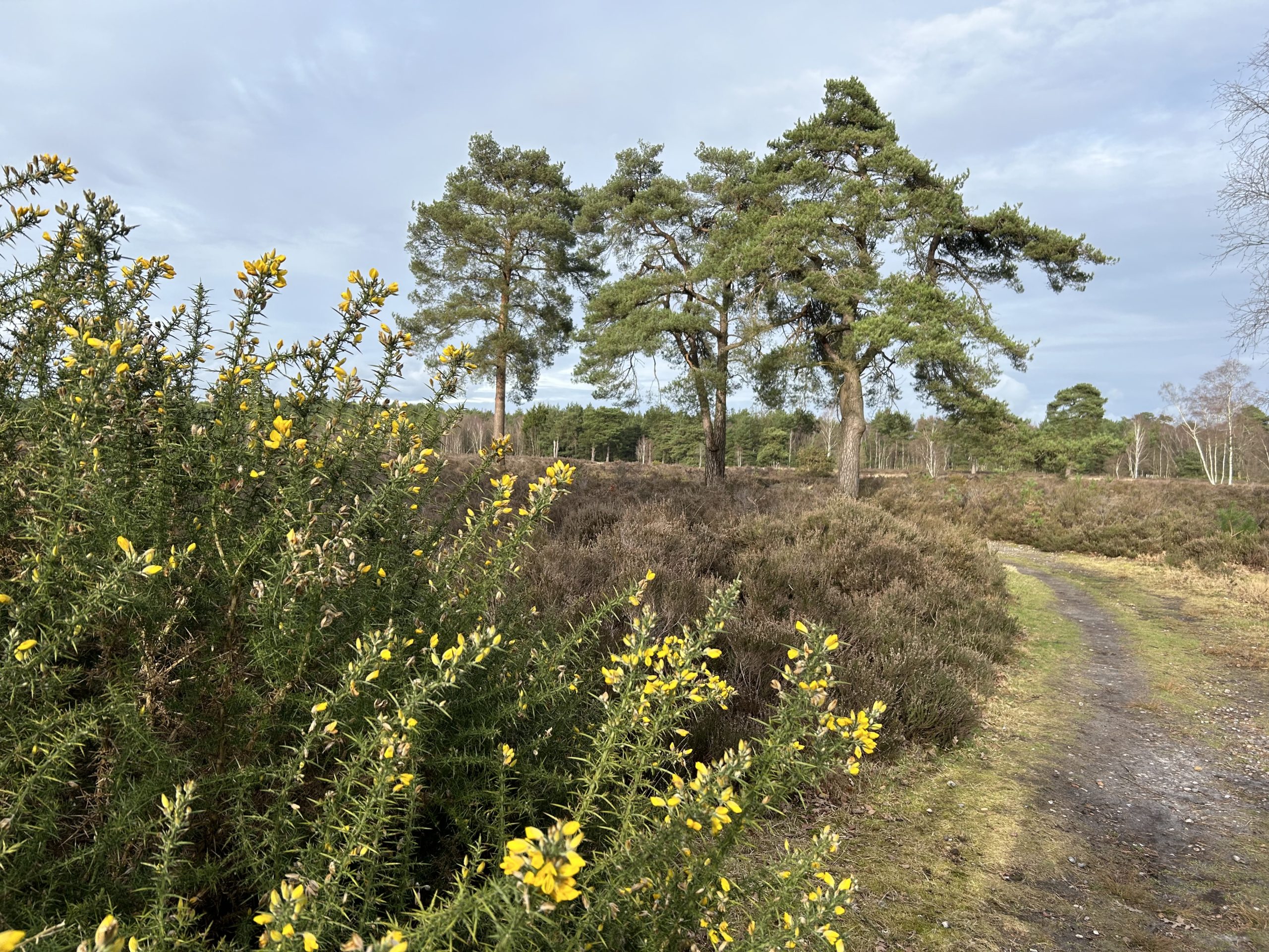 Winter photograph of a view across the heath, with gorse in flower in the foreground