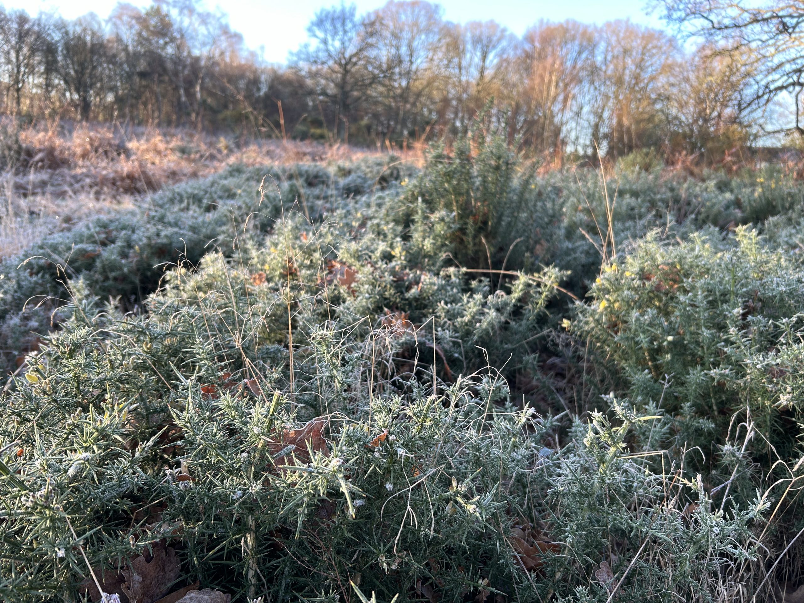 Wintery photo of compact gorse shrubs.