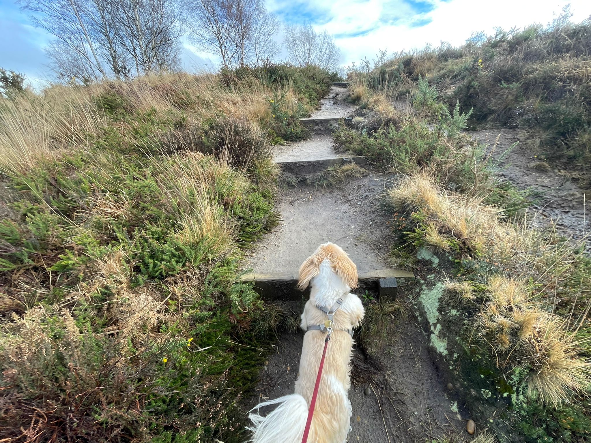 A small beige and white dog jumping up steep wooden steps set into a hill on a heathland