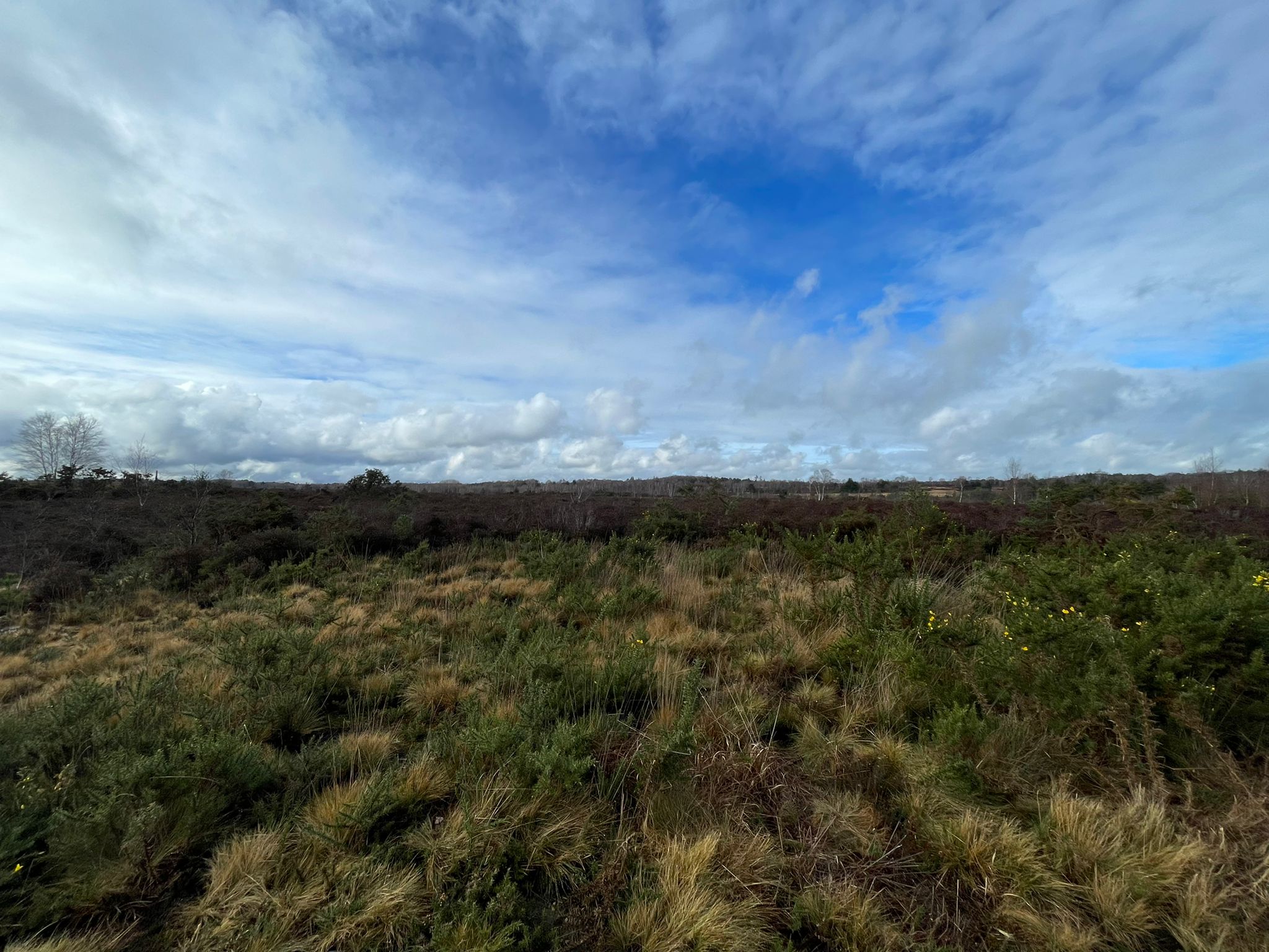 View across Chobham Common with dull winter colours of dark brown and green. A flat landscape with yellow grass and gorse with yellow flowers. Blue sky and white clouds.