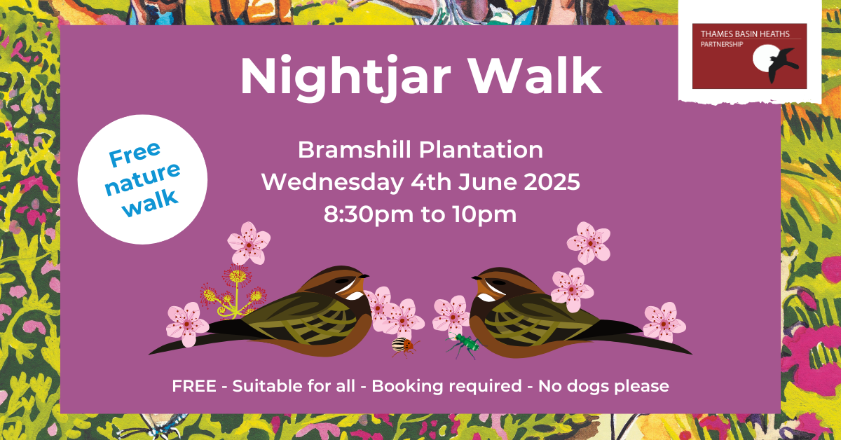 Pretty pink poster advertising a Nightjar walk