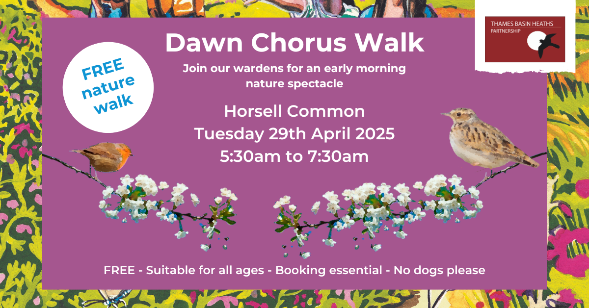 Pretty pink poster advertising a dawn chorus walk at Horsell Common. With spring graphics of birds and blossom