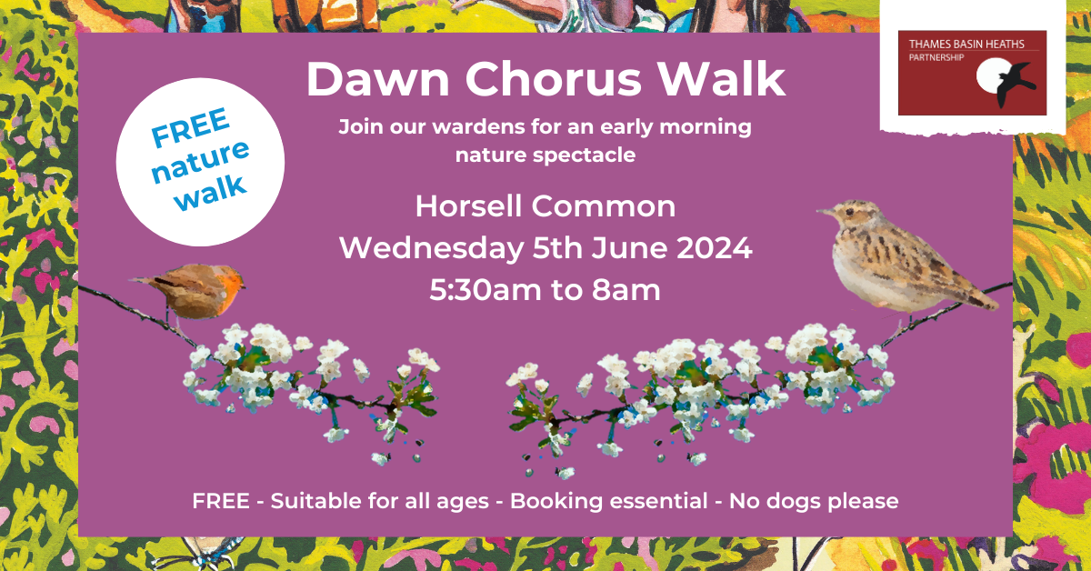 Attractive pink poster to advertise the free dawn chorus walk. Full details below.