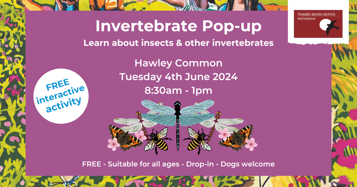 Pretty pink poster to advertise an invertebrate pop up event. Containing graphics of dragonflies, butterflies and bees