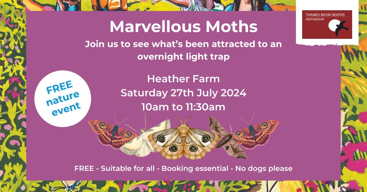 Pretty pink poster advertising the moth trapping event. Full details below.