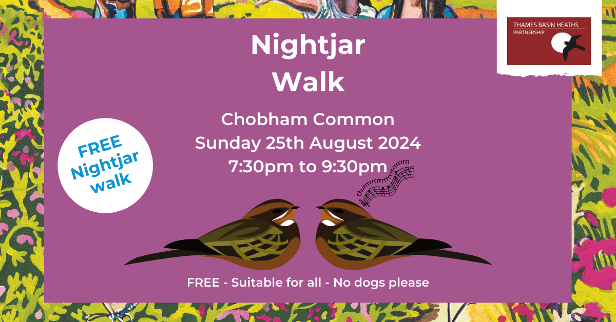 Pretty pink poster advertising the Nightjar walk event. Full details below.
