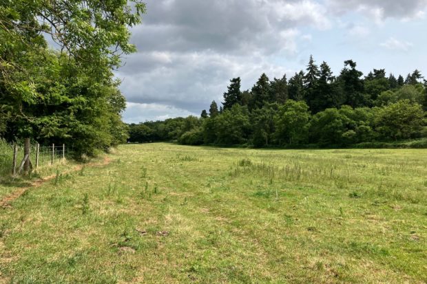 Photo of an open grass area taken in spring with trees in leaf