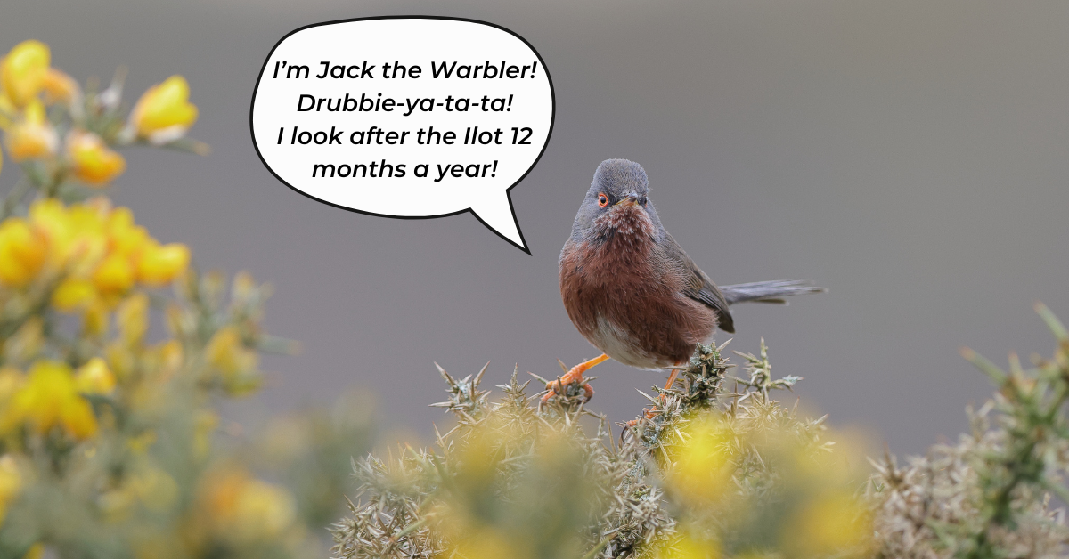Photograph of a small bird with brick-red chest, he says "I’m Jack the Warbler! Drubbie-ya-ta-ta! I look after the Ilot 12 months a year!"