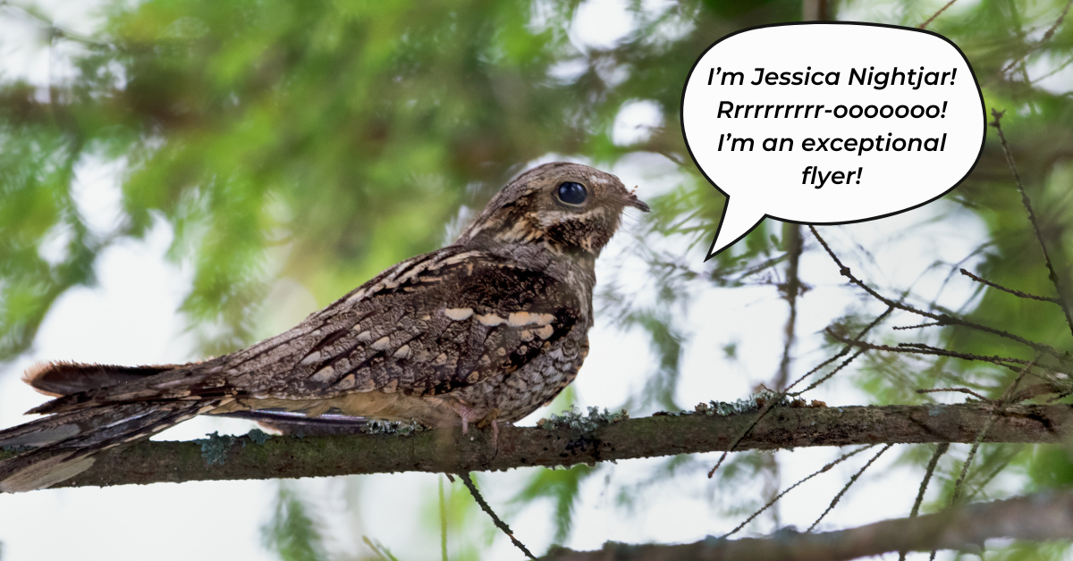 Photograph of a mottled brown bird on a branch, she says "I’m Jessica Nightjar! Rrrrrrrrrr-ooooooo! I’m an exceptional flyer!"